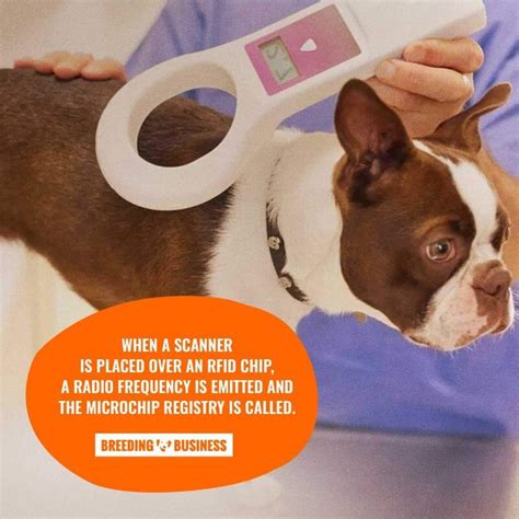 rfid chips pets|chips for dogs identification.